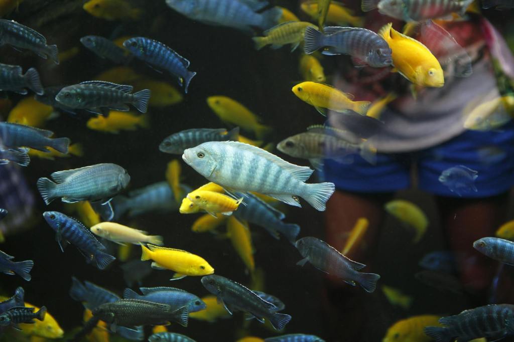 School of cichlids